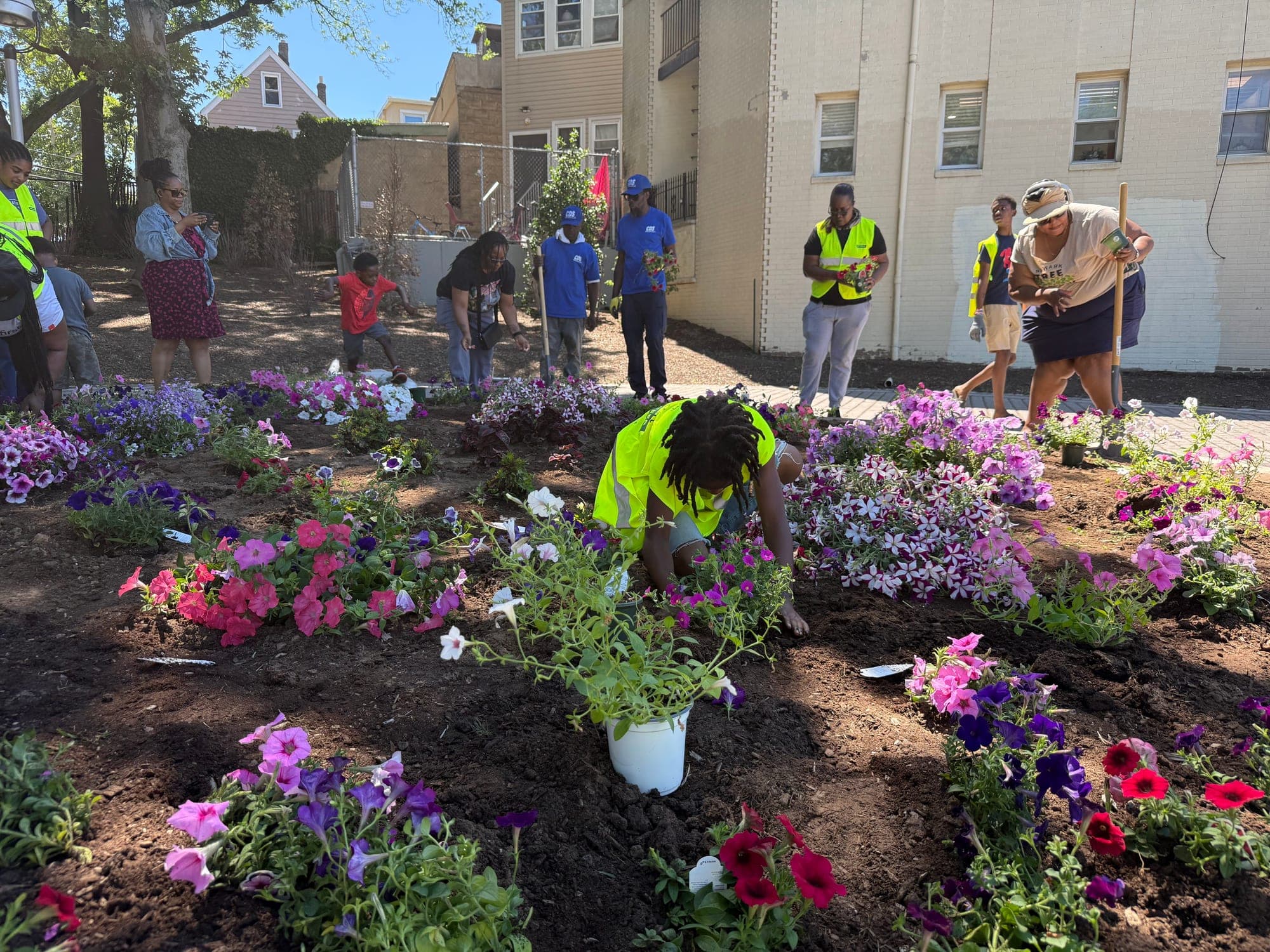 Volunteers plant a large new bed of petunias between houses and an apartment block, one in a yellow vest kneeling among the flowers in the foreground.