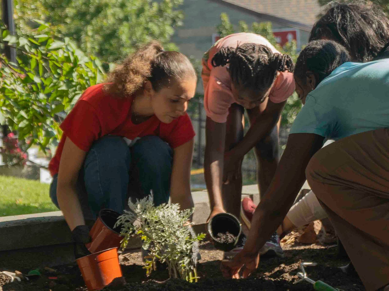 A volunteer in a red T-shirt and three young neighbors crouch around a garden bed in the sun, setting silvery dusty-miller plants into fresh soil beside orange nursery pots.